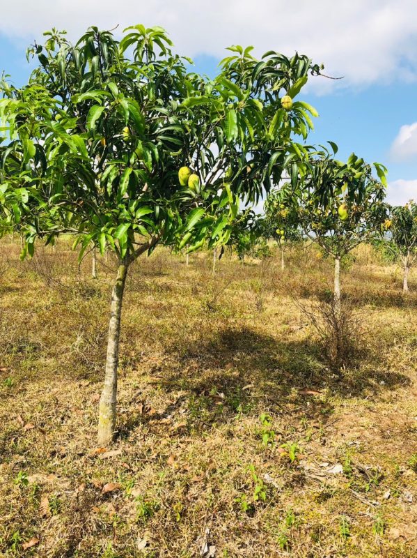 Bán Nhà Đất Ninh Hòa