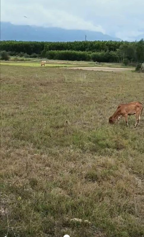 Bán Nhà Đất Ninh Hòa