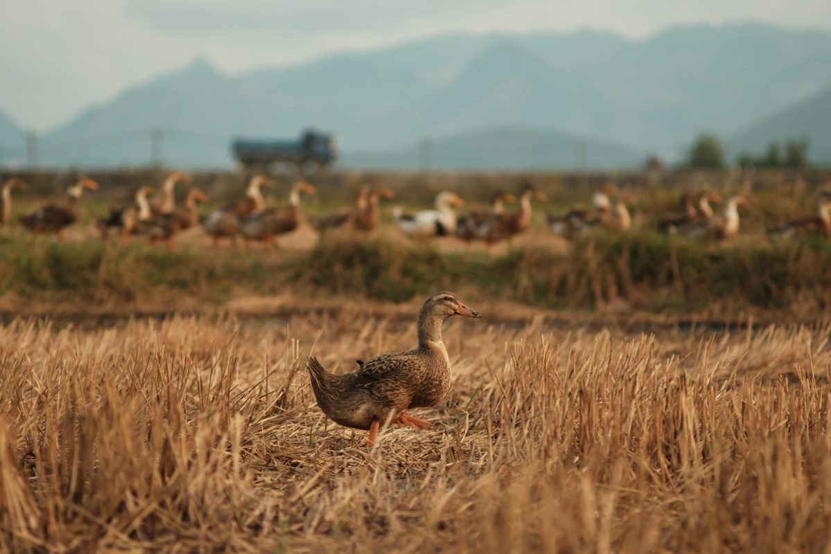 Bán Nhà Đất Ninh Hòa