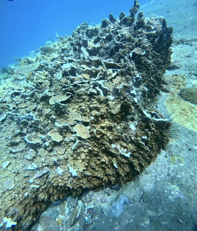 Cơ quan chức năng đang xác minh nghi vấn đánh cá bằng thuốc nổ hủy diệt hệ sinh thái ở biển Khánh Hòa. Ảnh: Quang Huy 